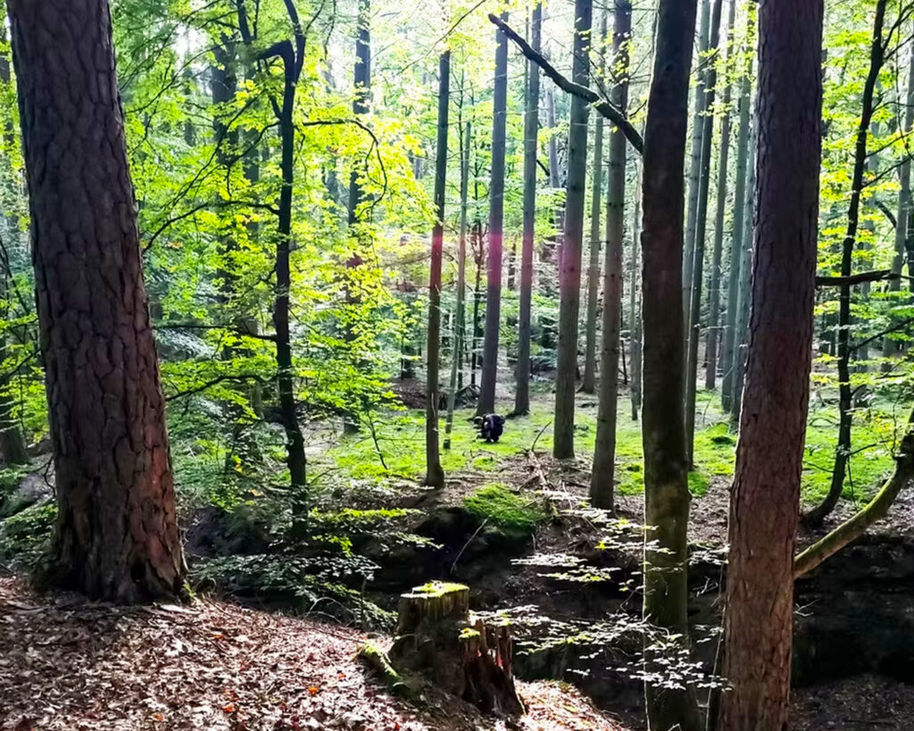 cursus bushcraft