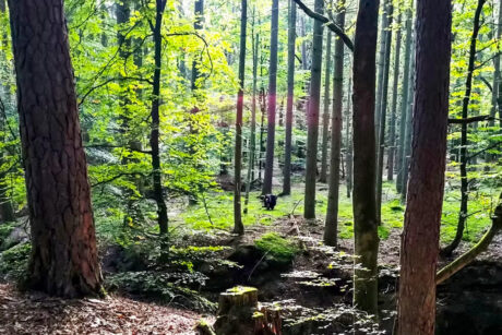 cursus bushcraft