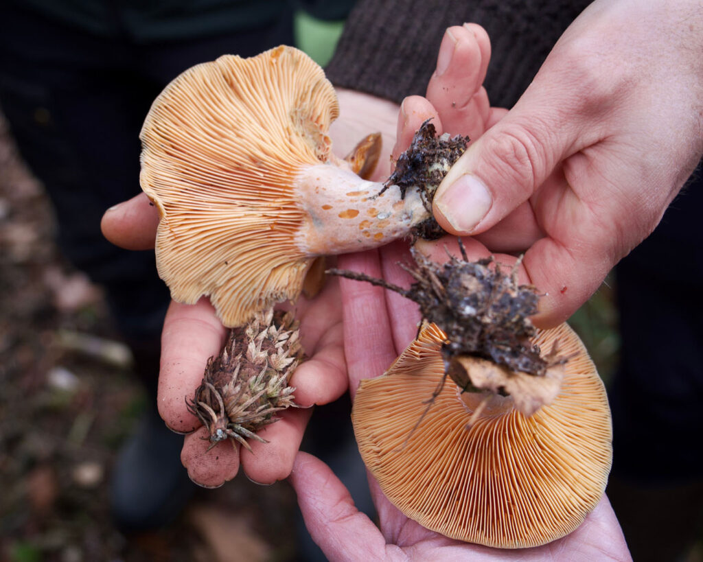 cursus wildplukken 2