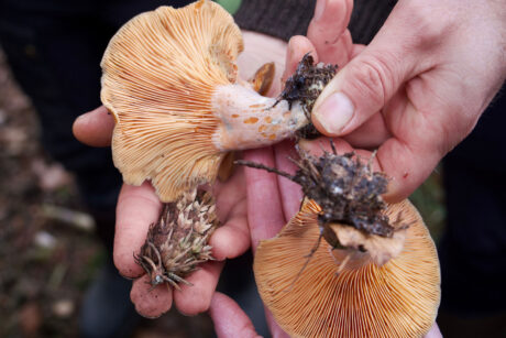 cursus wildplukken 2