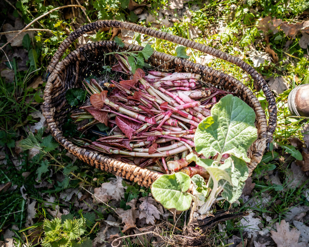 cursus wildplukken 3