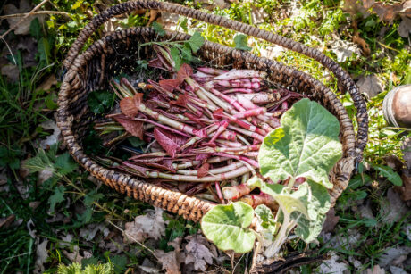 cursus wildplukken 3
